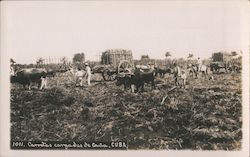 Sugar Cane Cutters in Cuba Postcard