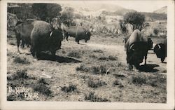 Buffalo in Yellowstone National Park Postcard Postcard Postcard