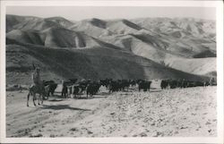 Judea Hills Jordan Middle East Postcard Postcard Postcard