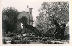 Garden of Gethsemane Jerusalem, Israel Middle East Postcard Postcard Postcard