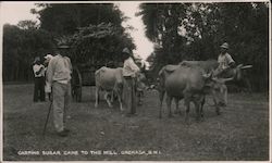 Carting Sugar Cane to the Mill Grenada Caribbean Islands B.W.I Postcard Postcard Postcard