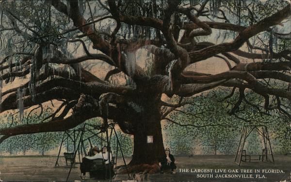 Largest Live Oak Tree In Florida South Jacksonville FL Postcard   Card00527 Fr 