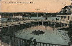 Swans at Celoron Chautauqua Lake, NY Postcard Postcard Postcard