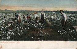 Picking a Southern Cotton Field Farming Postcard Postcard Postcard