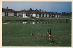 Wildlife and Pond, Crosslands Postcard