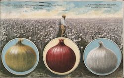 Onions - Buckbee's Full of Life Seeds Advertising Postcard Postcard Postcard